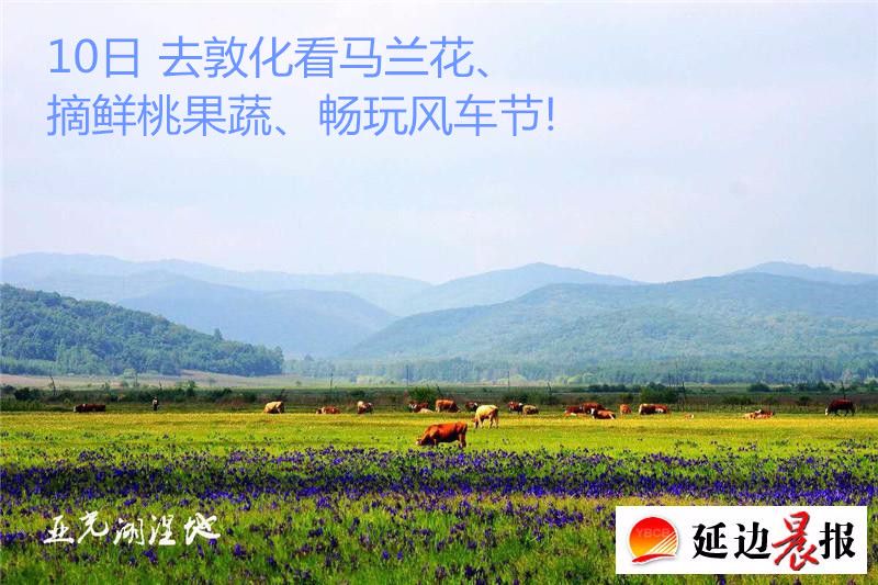 去敦化看马兰花，摘仙桃果蔬，畅玩风车节！