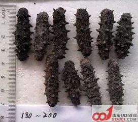 海参