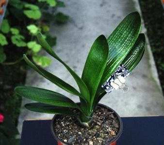 精品帝王花脸2018年君子兰苗