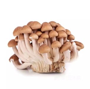 海鲜菇250克