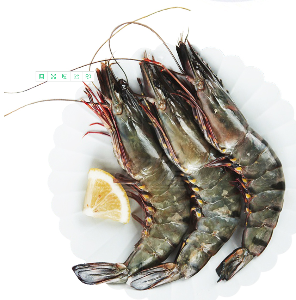 首鲜道 越南黑虎虾 鲜活冷冻大虾1kg 【超大 14-15只】装对虾