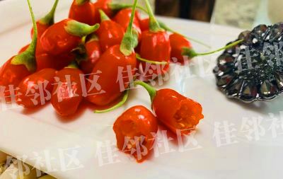 新鲜枸杞甘肃扶贫直供2斤150元