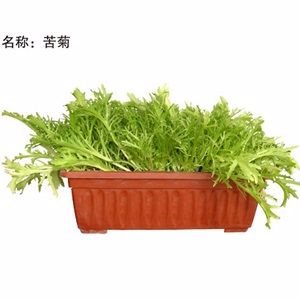 惠利农场无公害盆栽蔬菜