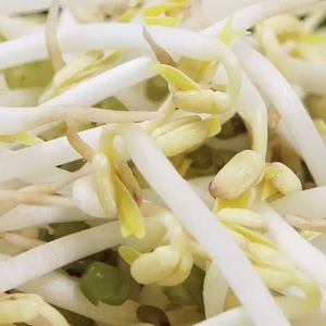 绿豆芽500g