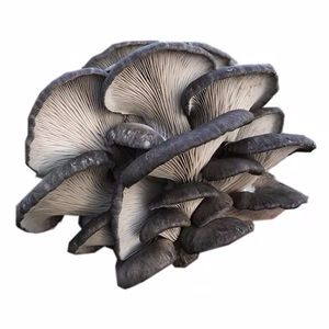 蘑菇500g