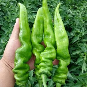 尖椒500g
