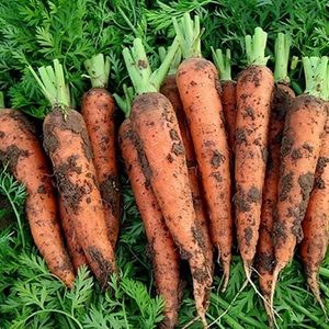 胡萝卜500g