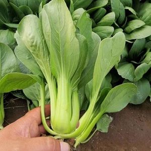 油菜250g