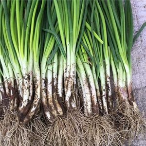 小葱500g
