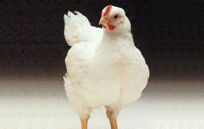 肉鸡