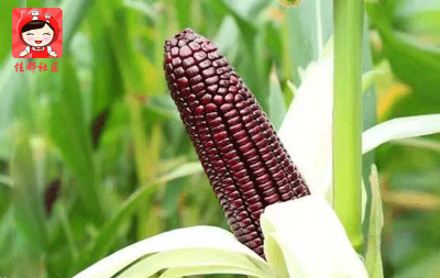 黑糯鲜玉米